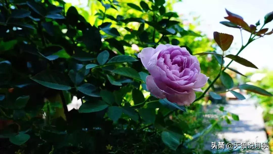 露台打造花海,她用10年改造庭院