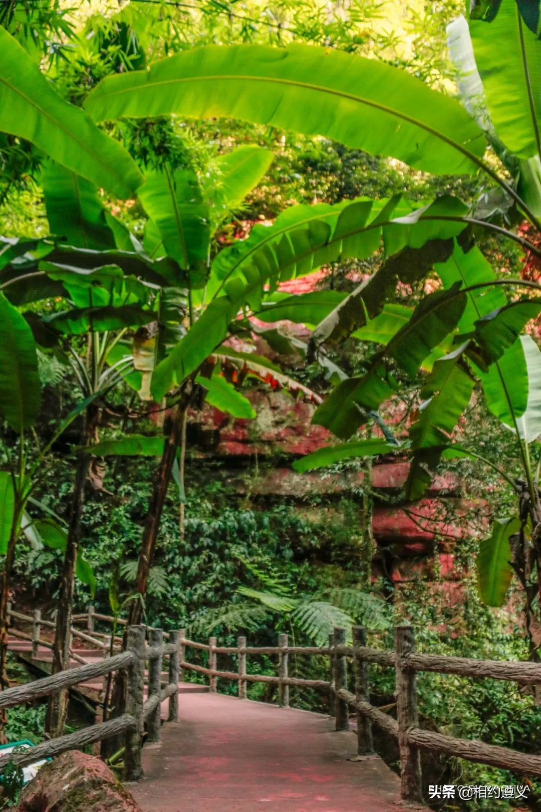 赤水大瀑布 侏罗纪公园 (世界唯一保留的侏罗纪原始公园)