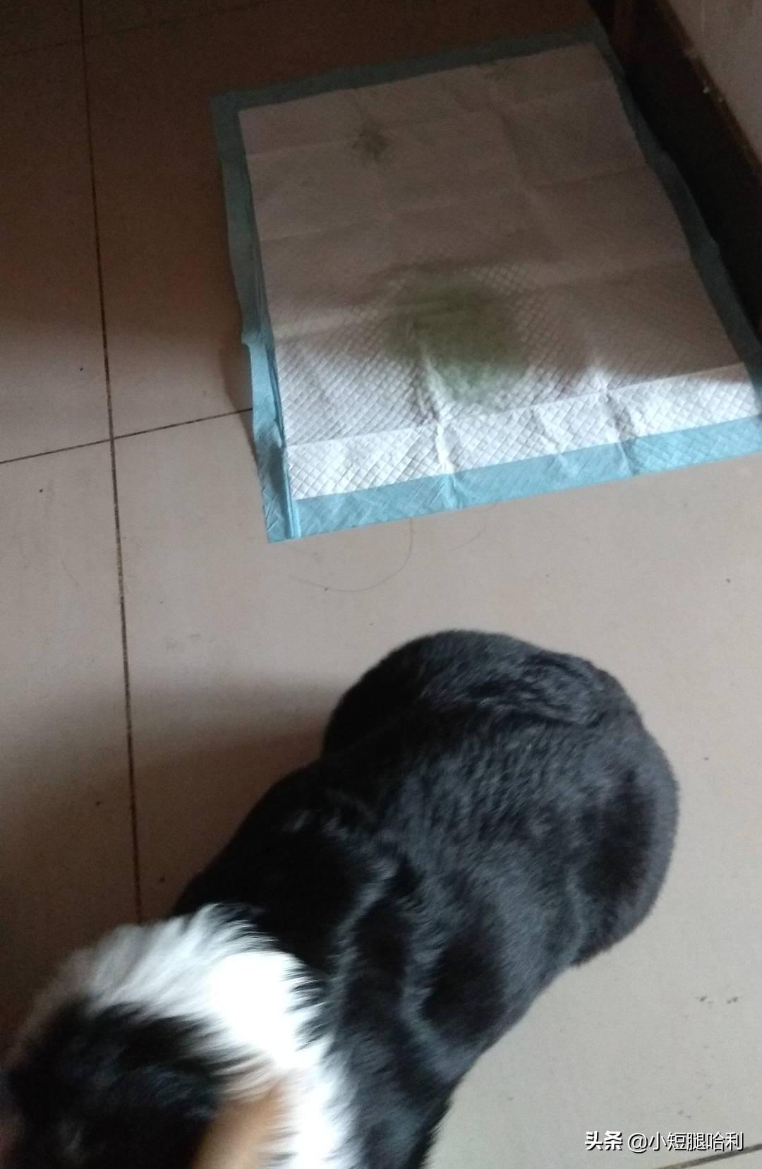 狗舍怎么养柯基,第一次养狗适合养柯基吗