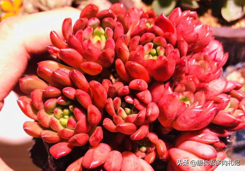 多肉法师开完花会死吗,多肉法师顶端花剑可以整个剪掉吗