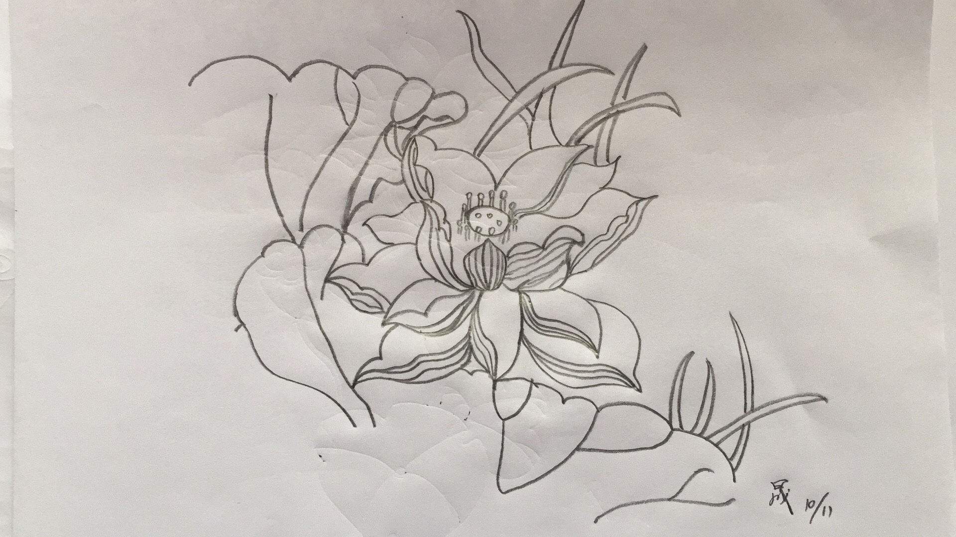 荷花简笔画10000例图片,蜻蜓的简笔画和荷花的简笔画