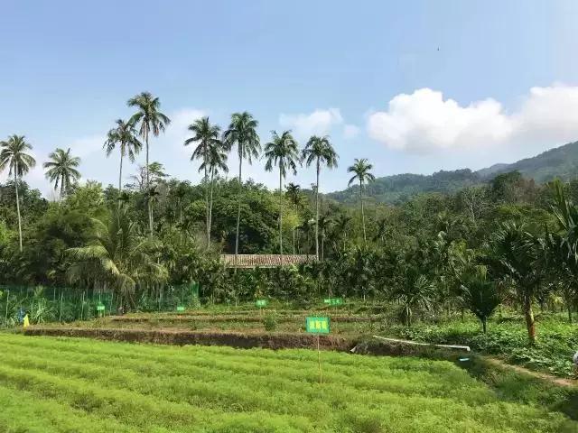 为什么就是离不开保亭？3大理由够不够