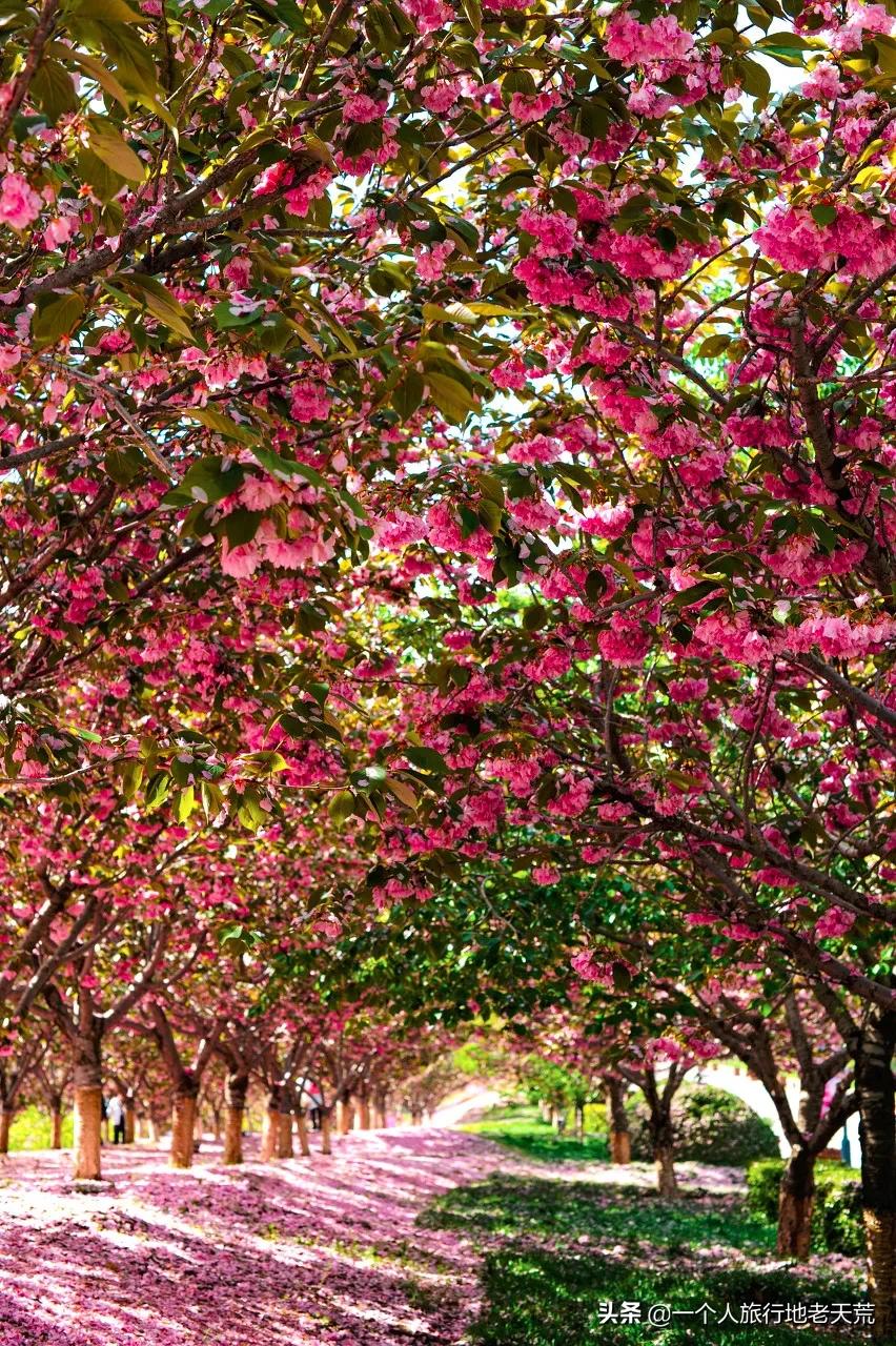 北方这座海滨老城，樱花不输日本，浪漫更胜巴黎