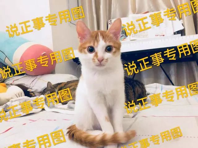 猫咪洗澡前驱虫还是洗澡后驱虫,猫咪体外驱虫和体内驱虫多久一次
