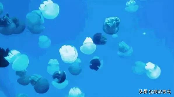 青岛极地海洋公园水母馆,青岛极地海洋公园门票