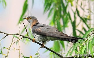 常见但是说不出名字的动物,六种不常见的鸟