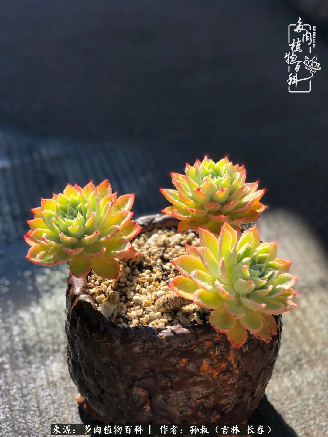 与多肉一起成长,与多肉相伴