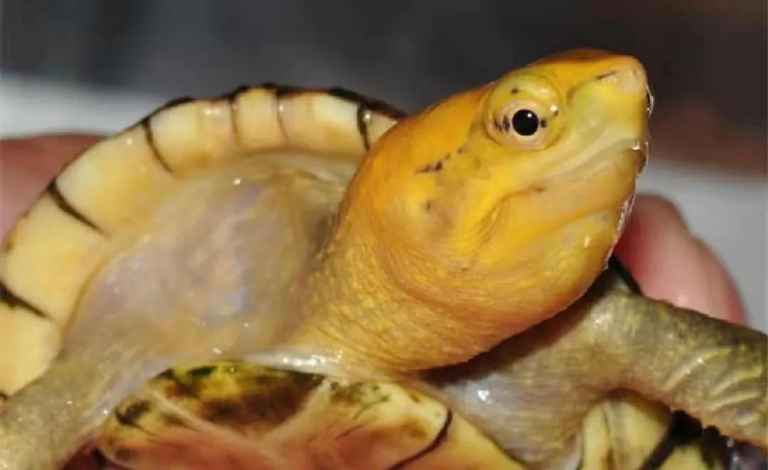 养龟最容易入手的龟,养龟新手要选什么龟