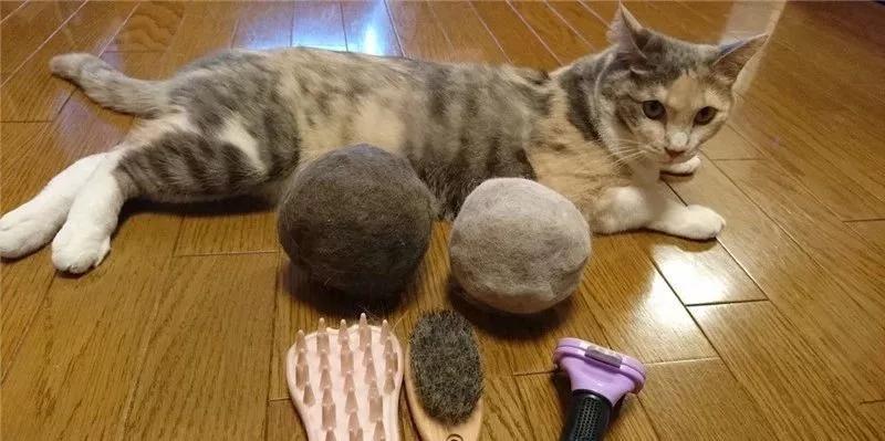 网友晒出5颗巨型毛球，救命！我快要窒息了