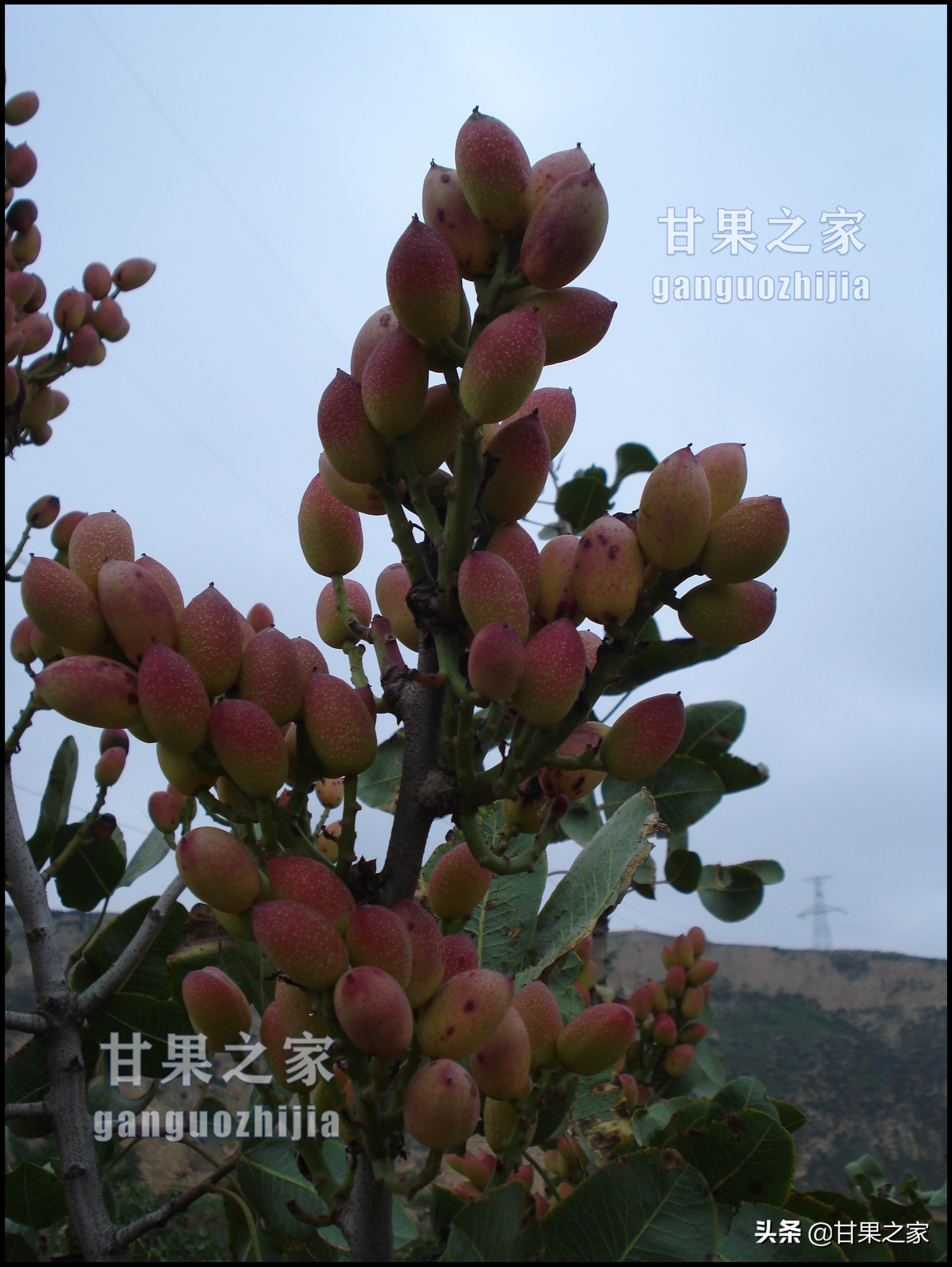 开心果的生长环境是什么,开心果是什么果树种出来的