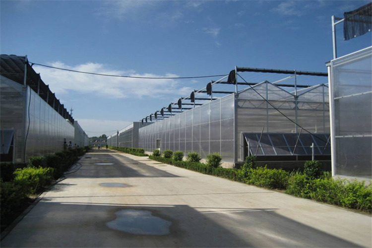 阳光板温室大棚优缺点,阳光板温室大棚室内效果