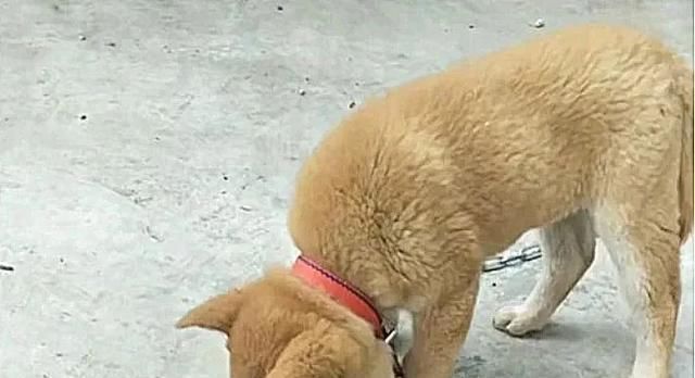 心疼那些被蜜蜂蛰到的狗狗,狗柴犬被蜜蜂蜇