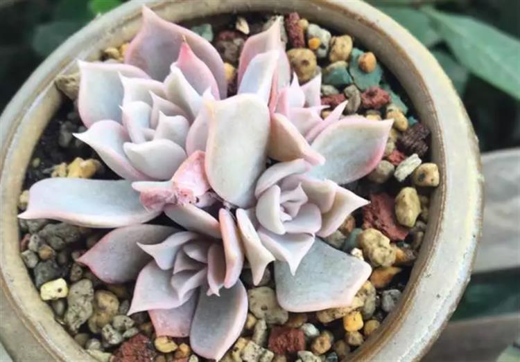 想要多肉长大要怎么做,多肉如何快速爆盆夏天