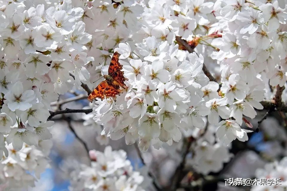 最佳赏樱攻略,2021赏樱攻略来啦快来看