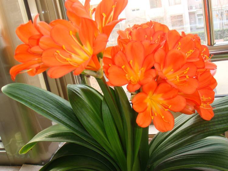 油烟机里边的废油该怎么拿来养花,用废油养君子兰