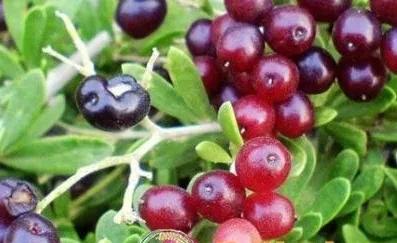 80后90后农村儿时零食野果,在海南儿时吃的野果还记得几种