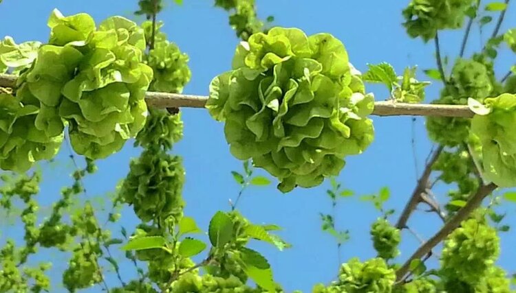 上山挖的野菜又美味又营养,大山里美味的野菜野生药材