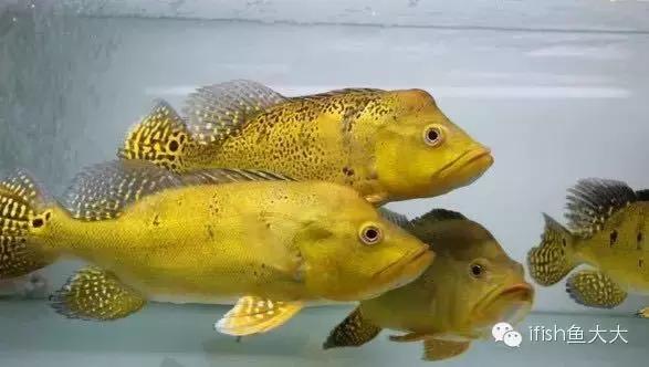 大型鱼观赏性,大型三间鱼