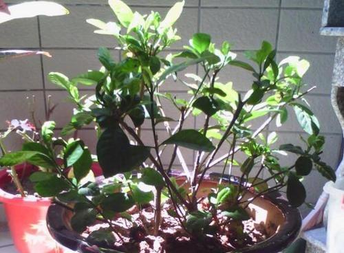 刚买回来的栀子花为什么经常黄叶,新买的栀子花晒一下太阳打蔫儿了