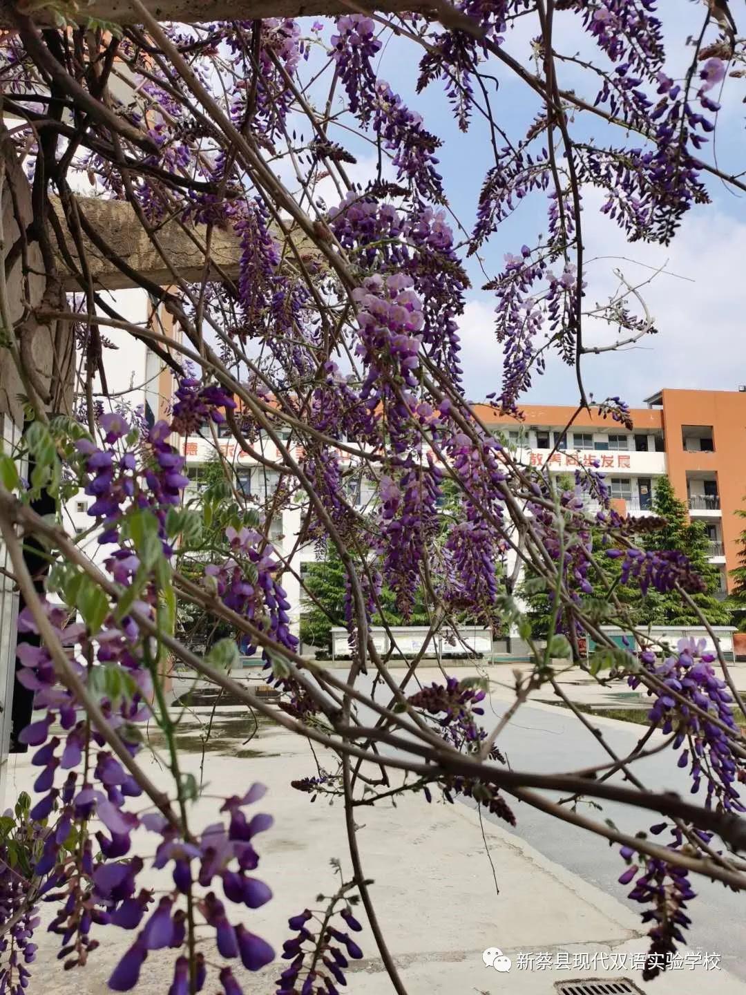 新蔡现代双语实验学校,新蔡县现代双语实验学校老照片