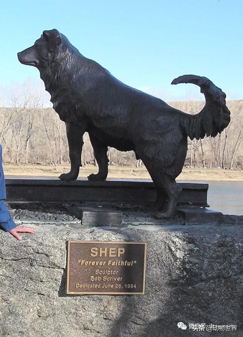 世界各国国宝级动物,世界各地的名贵动物