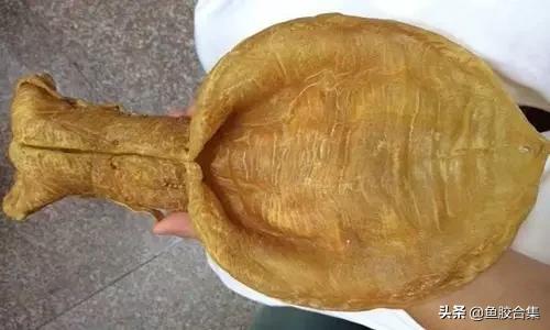 花胶一共有几种类型的品种,花胶种类中哪种最好