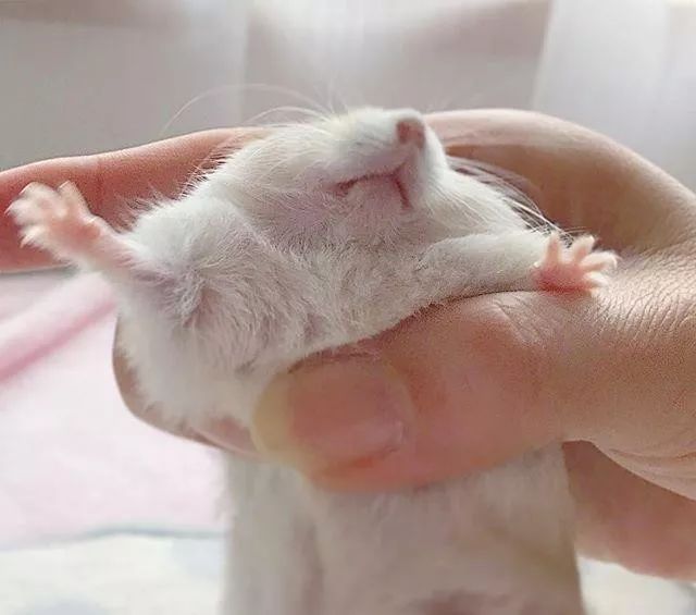 仓鼠为什么行为怪异而且想越狱,仓鼠越狱一个月偷猫粮