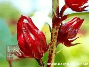 世界稀奇水果品种大全,世界热带奇特水果品种介绍