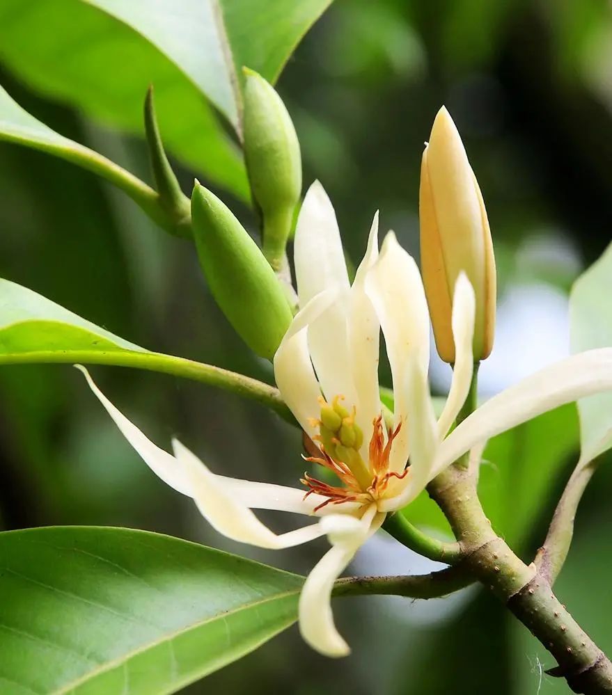 白兰花原生苗好还是嫁接苗好,刚种的白兰花缓苗期多久