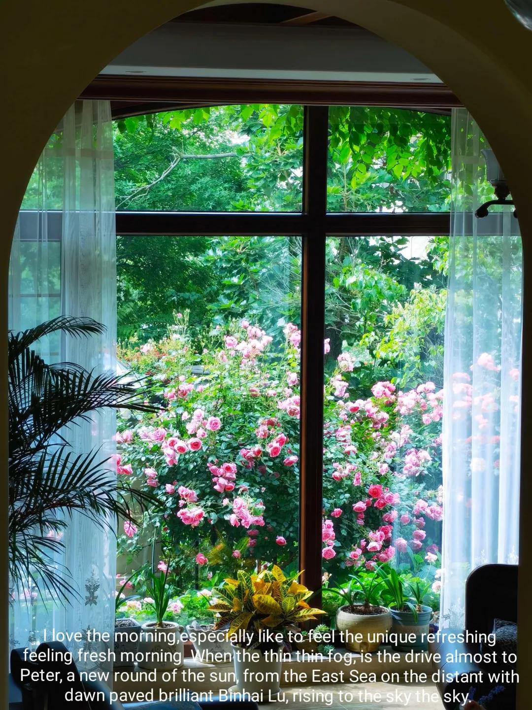 东北花园四季开花植物,北方一年四季都开花的花园