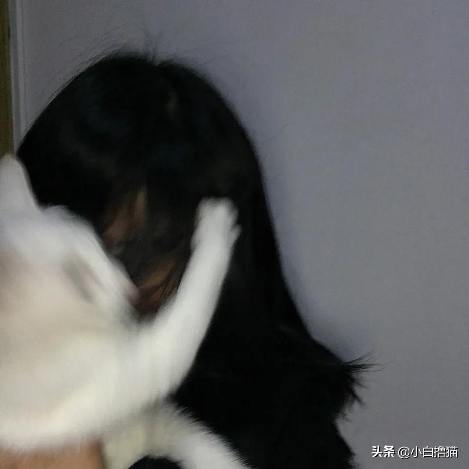 不要随便亲猫的后果,强行亲猫