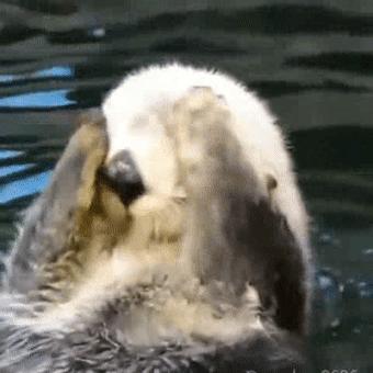 水獭宠物容易养吗视频,水獭宝宝可以当宠物吗