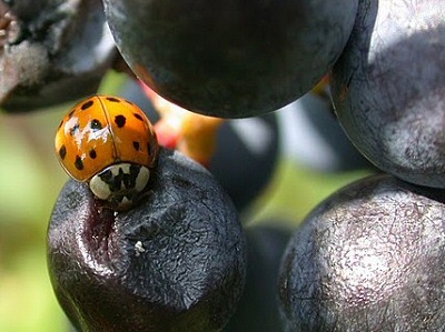 最好喝的法国葡萄酒,法国最有代表性的葡萄酒