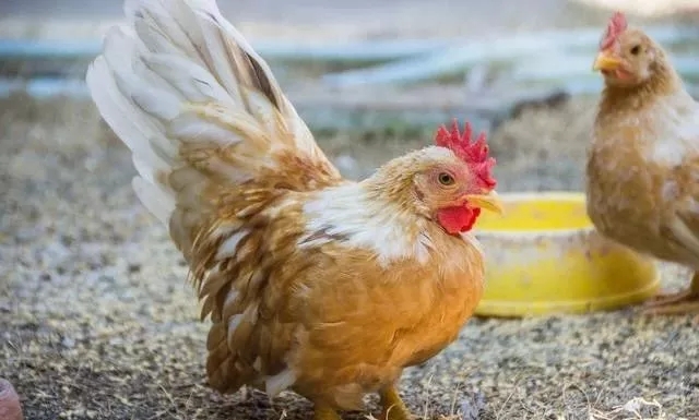 鸡子互啄是什么原因,鸡子互啄身上肉怎么解决