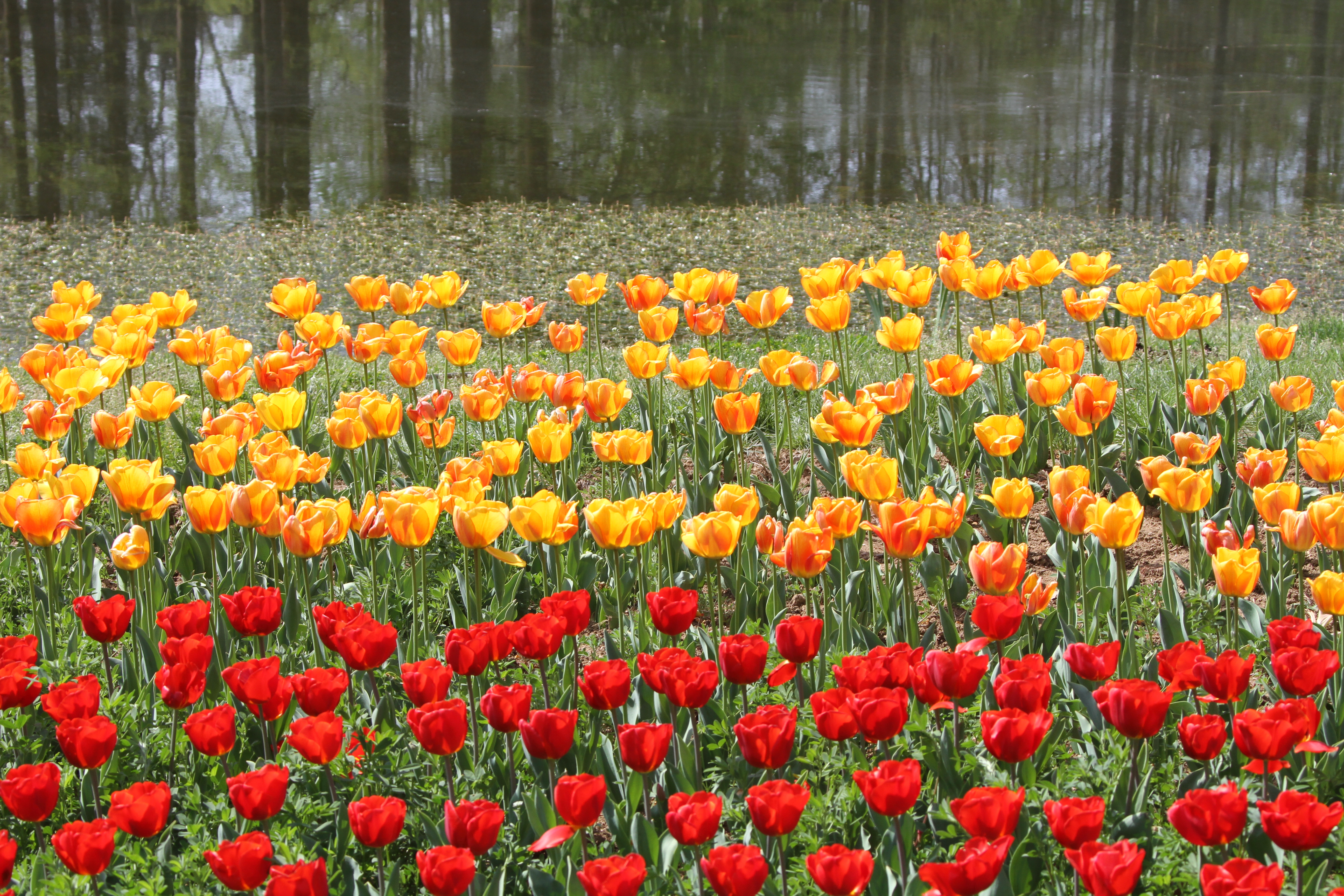 荷兰郁金香花风景图片,荷兰花海的郁金香真漂亮
