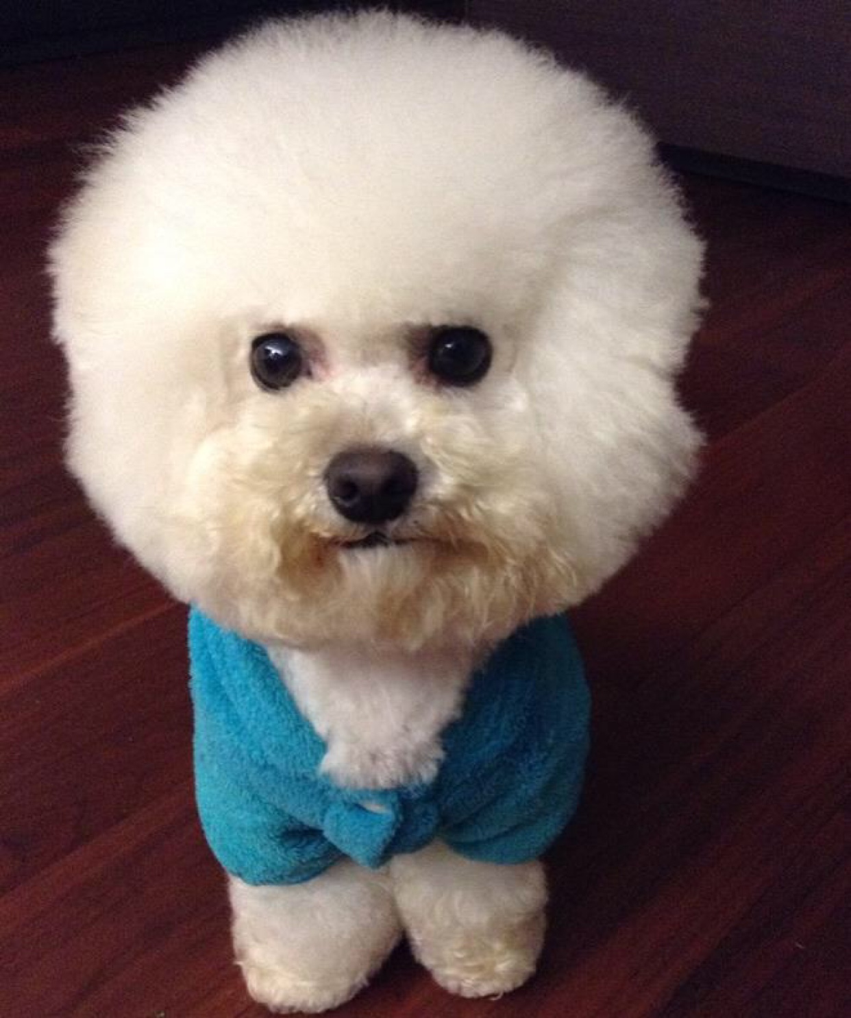 我家比熊吃什么狗粮才不会泪痕重,我家的比熊怎么什么都吃