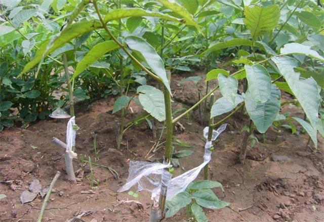 盛昌苗木,盛昌果品园