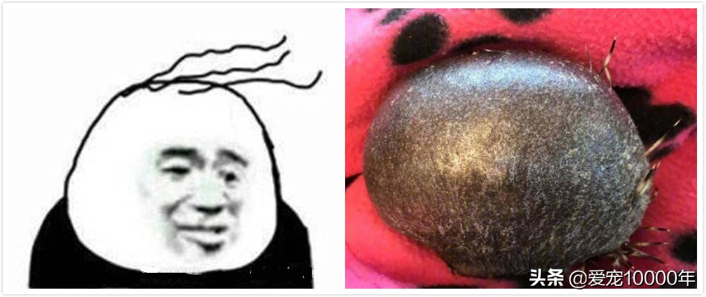 生活压力大头发掉,生活压力大导致掉头发