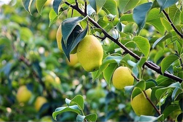 新疆库尔勒香梨怎么种植,库尔勒香梨几年丰产