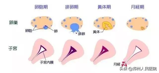 想瘦身的帅哥美女紧急集合！国内一线“调泌减重”专家来啦