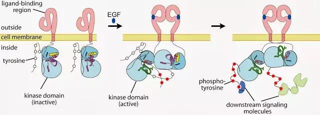 冻干粉的内幕,干粉背后故事