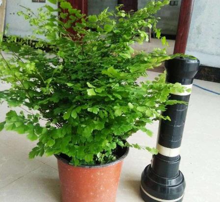 这4种花最好别养在室内,室内最好养的2种花