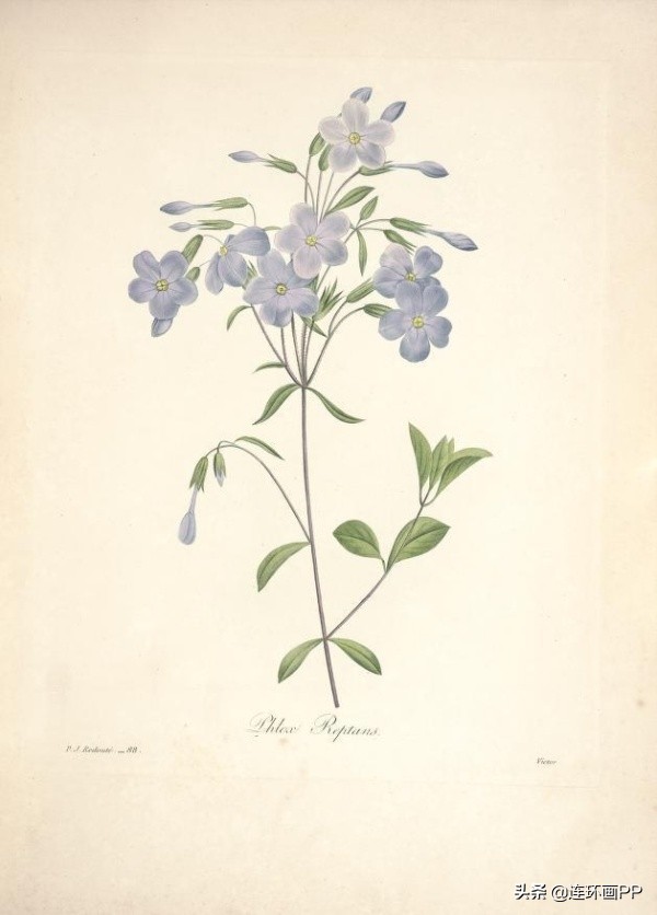 插画风简单的花手绘图片,唯美手绘田园插画图片大全