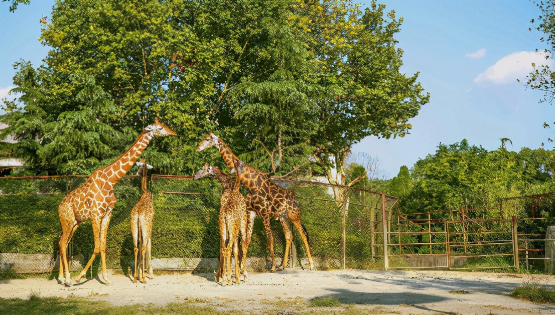 广州长隆野生动物园门票大熊猫,广州长隆野生动物园攻略熊猫