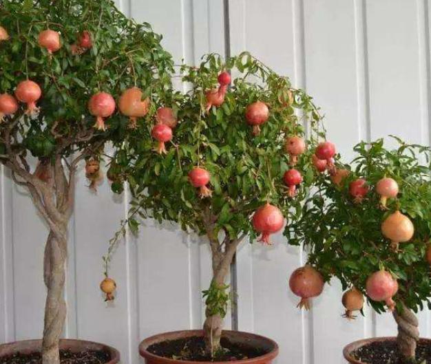 观花观果石榴盆栽冬天落叶吗,观花石榴开花期如何管理