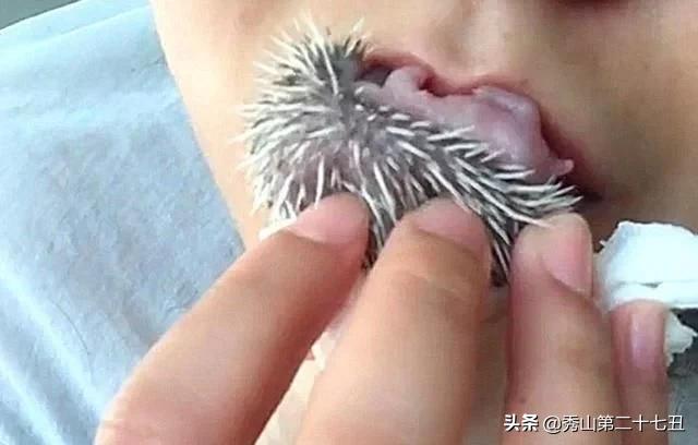 女子抓起小刺猬,直接放嘴里,以为要吃了它,结果却不太一样