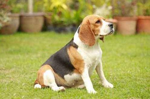 最倔的狗,脾气最暴躁的狗有哪些