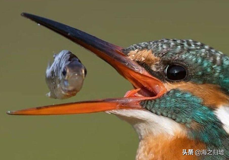 神级抓拍图片,25张令人惊叹的“神”级抓拍