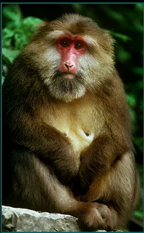 为啥大樱桃叫车厘子,车厘子不是大樱桃吗