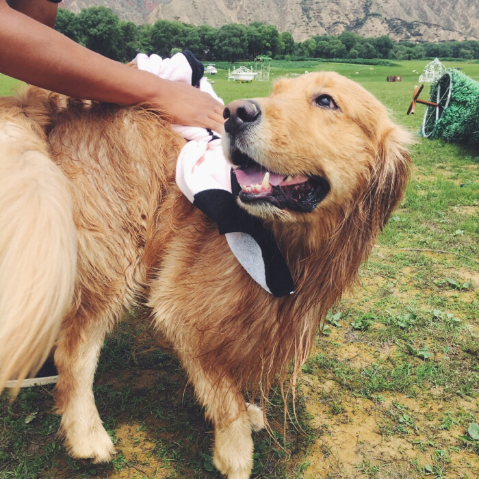 金毛拉的稀怎么办,金毛拉肚子怎么办